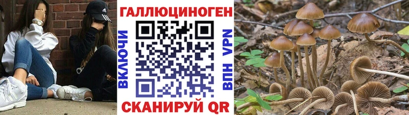 Псилоцибиновые грибы прущие грибы Сясьстрой